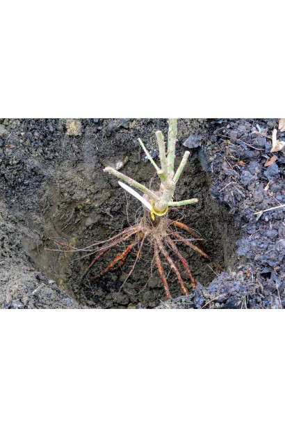  Посадка саджанця з голим коренем троянди Мінерва